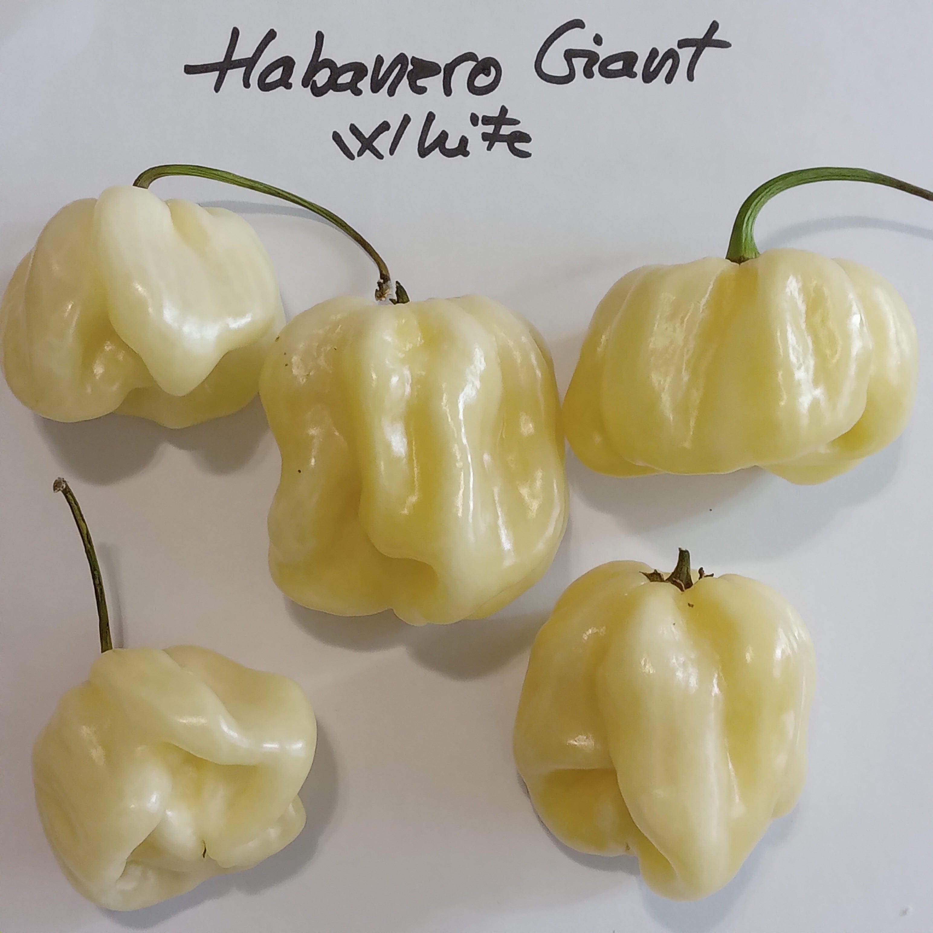 Răsad Ardei - Habanero Giant White