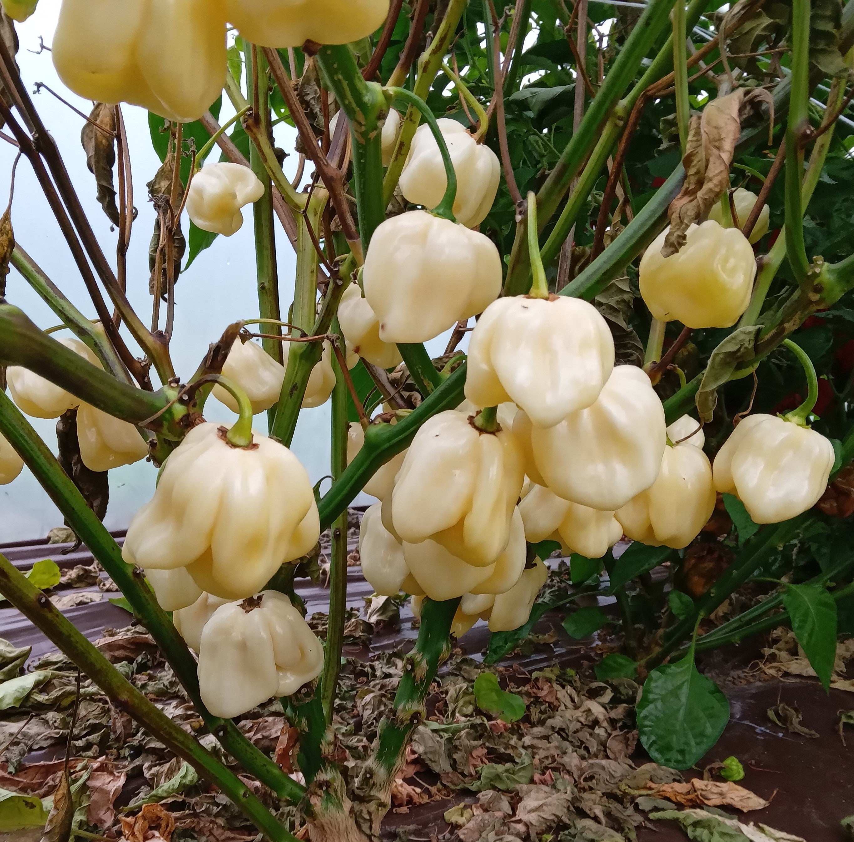 Răsad Ardei - Habanero Giant White