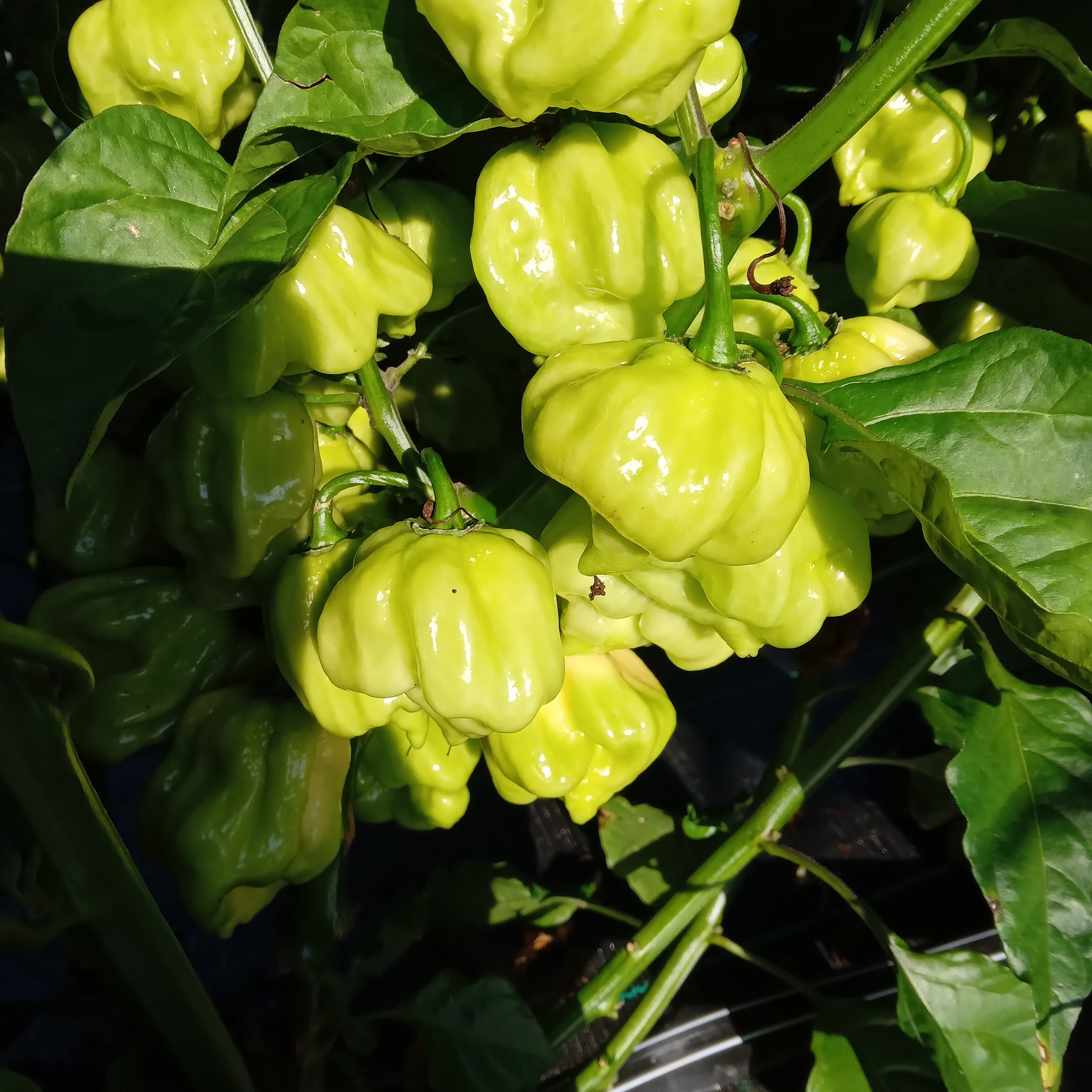 Răsad Ardei - Habanero Giant White