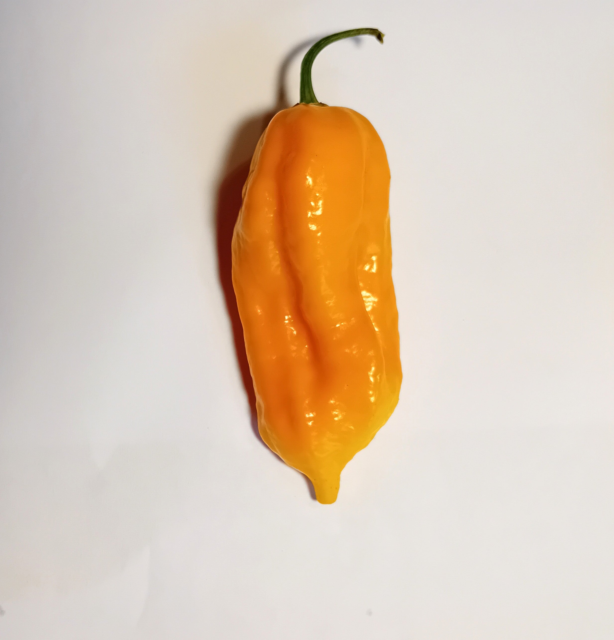 Răsad Ardei - Habanero Golden