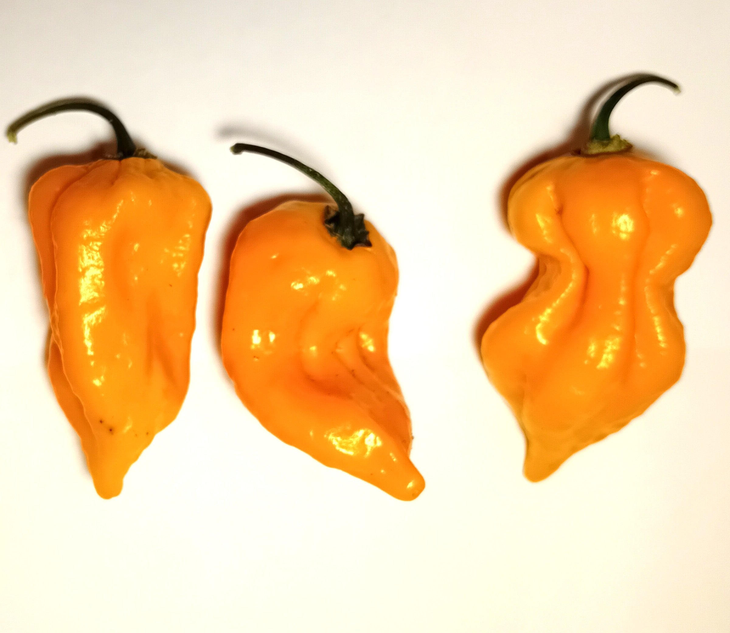 Răsad Ardei - Habanero Golden