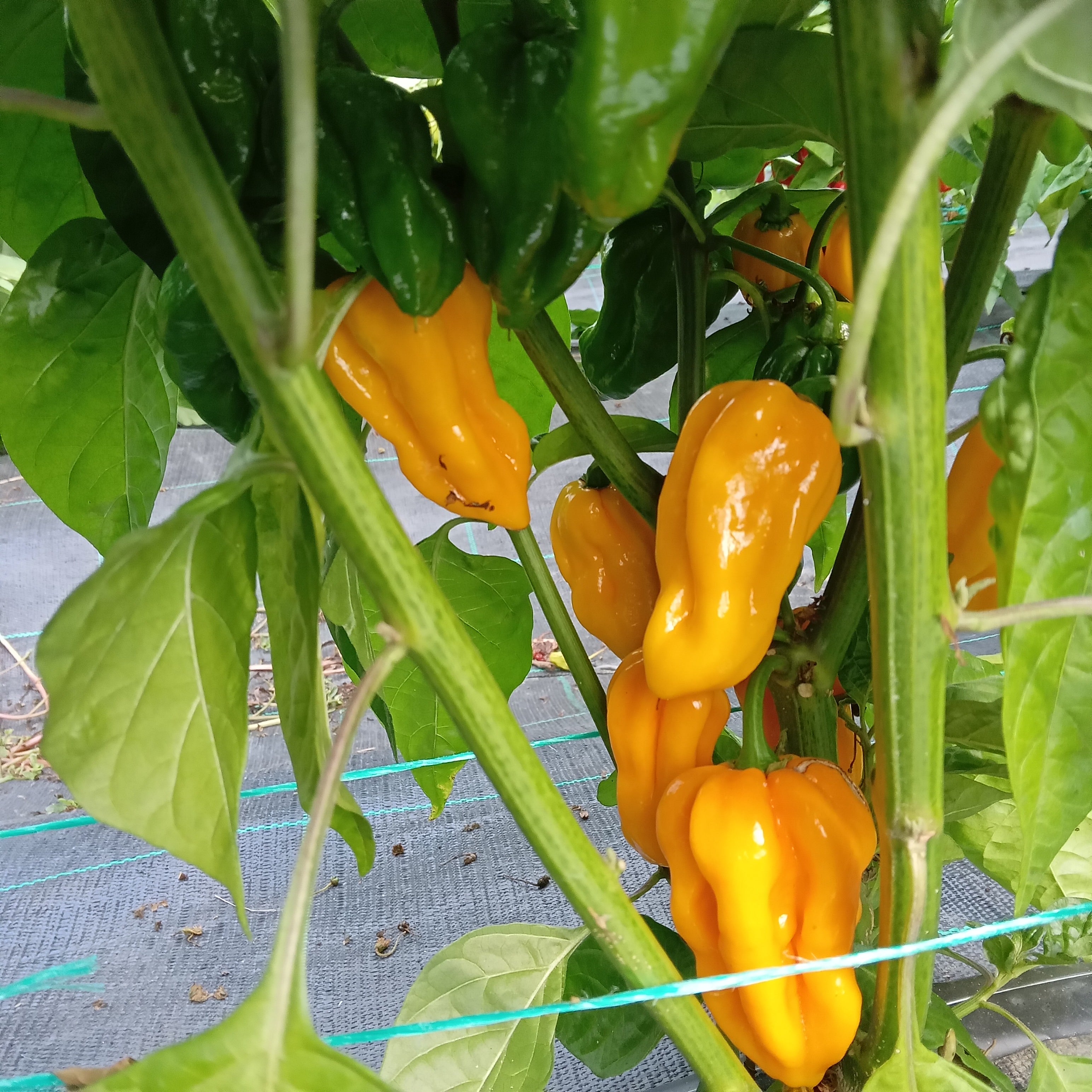 Răsad Ardei - Habanero Golden