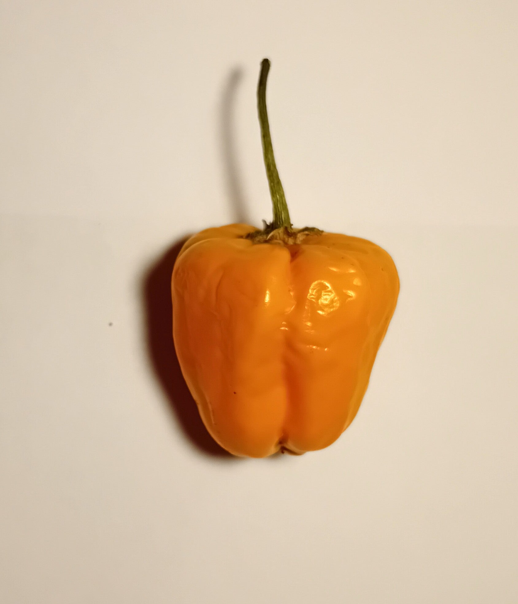 Răsad Ardei - Habanero Harold's St. Barts