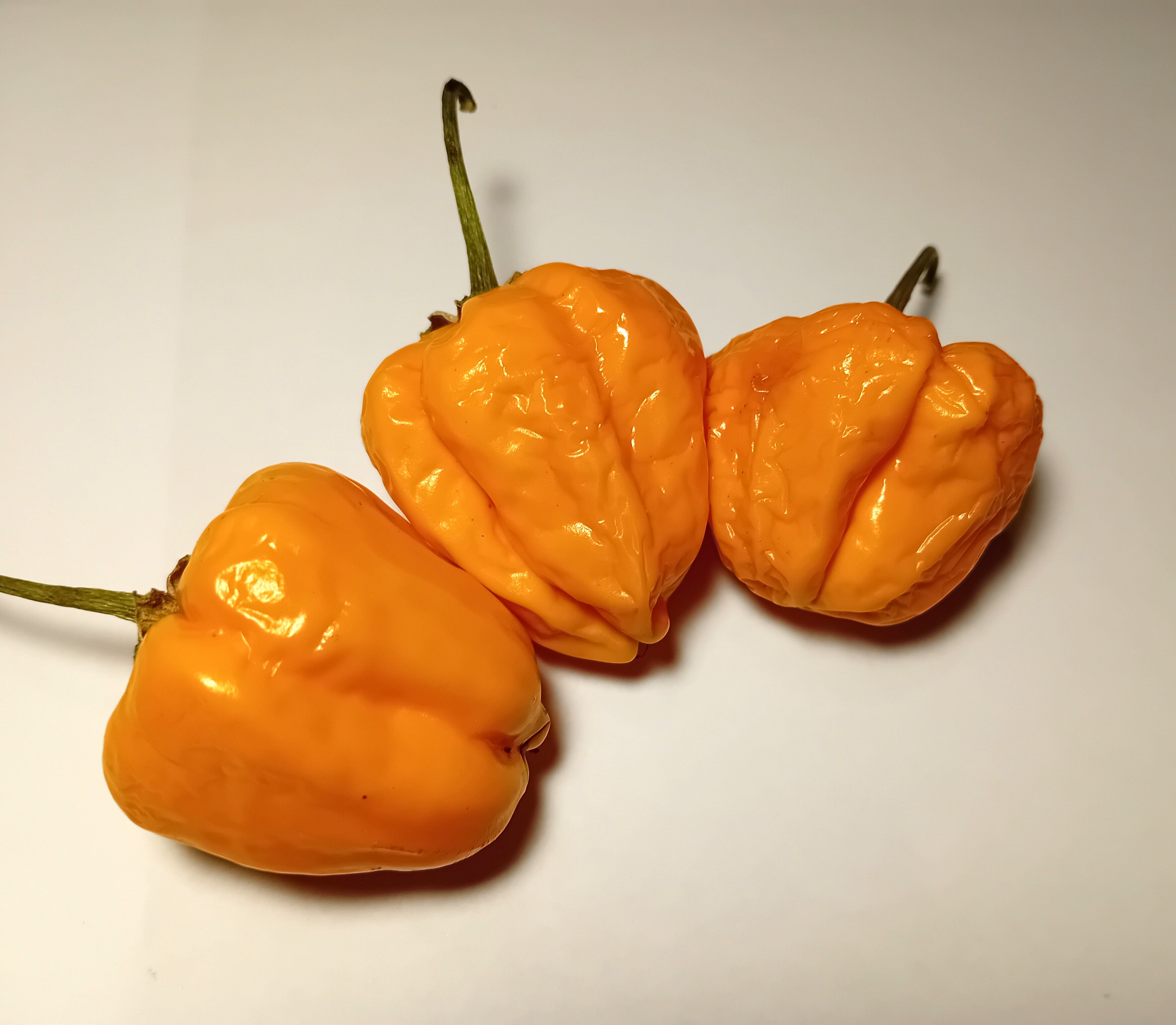 Răsad Ardei - Habanero Harold's St. Barts