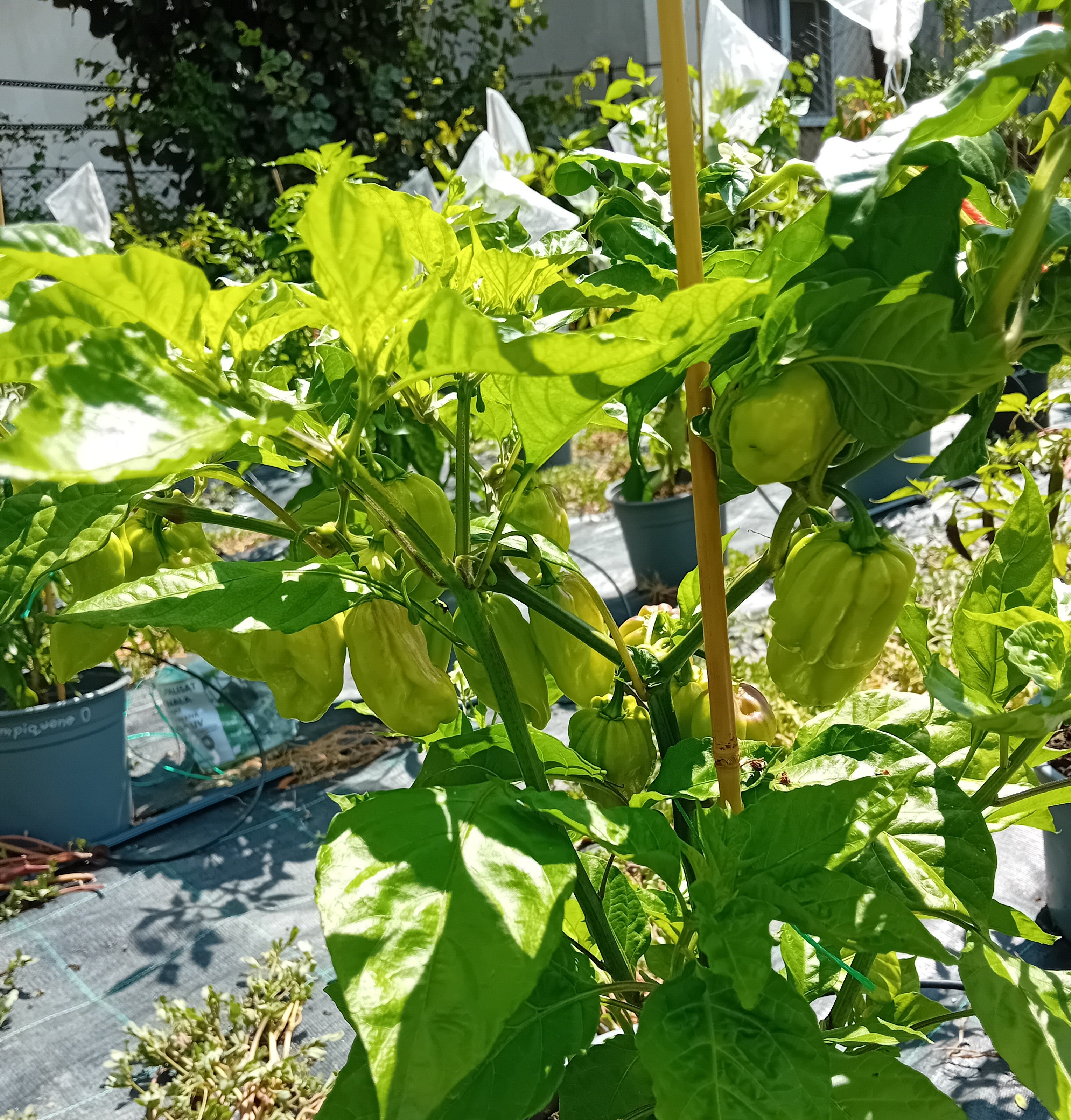 Răsad Ardei - Habanero Harold's St. Barts