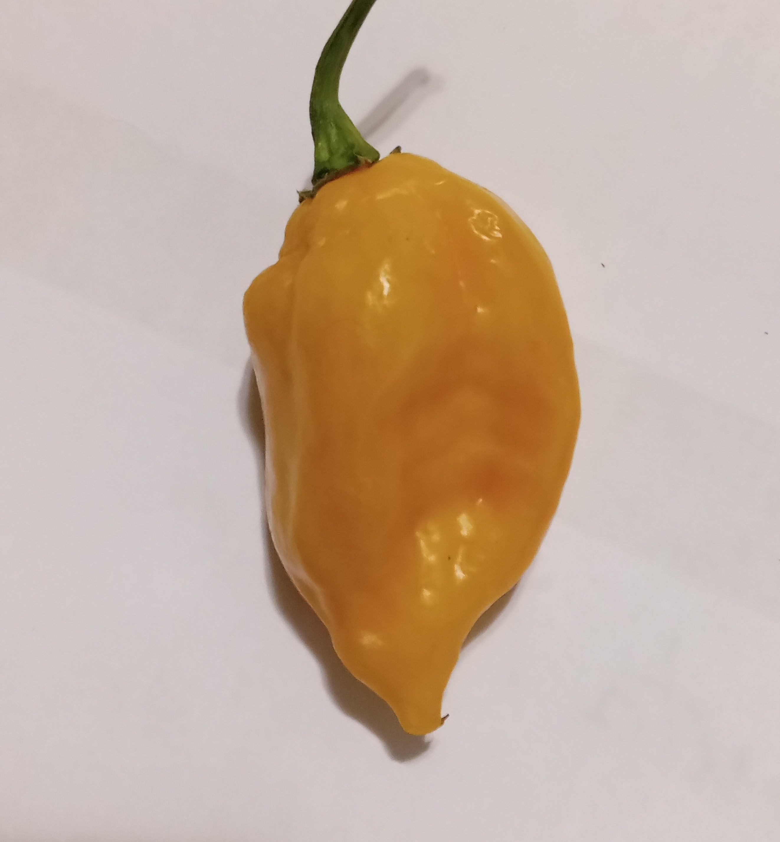 Răsad Ardei - Habanero Limon