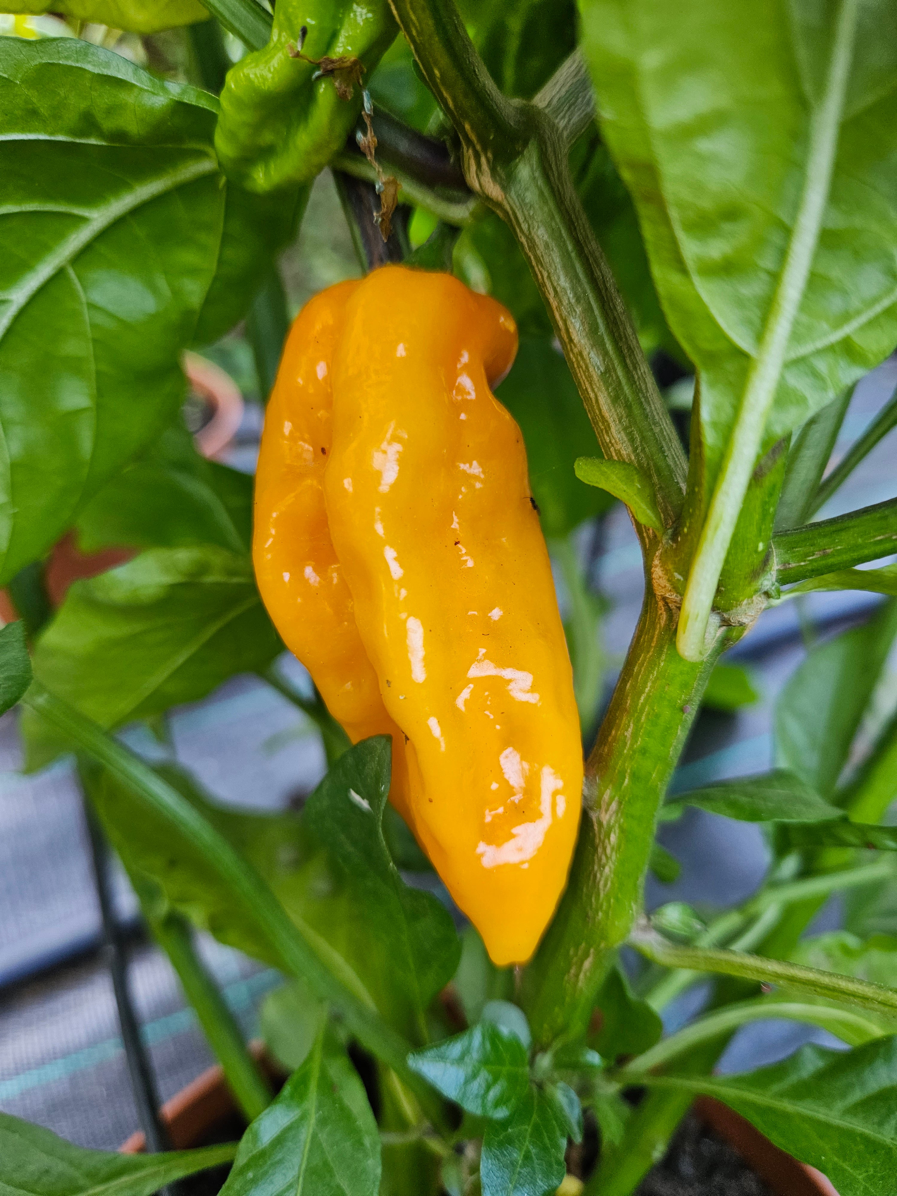 Răsad Ardei - Habanero Limon