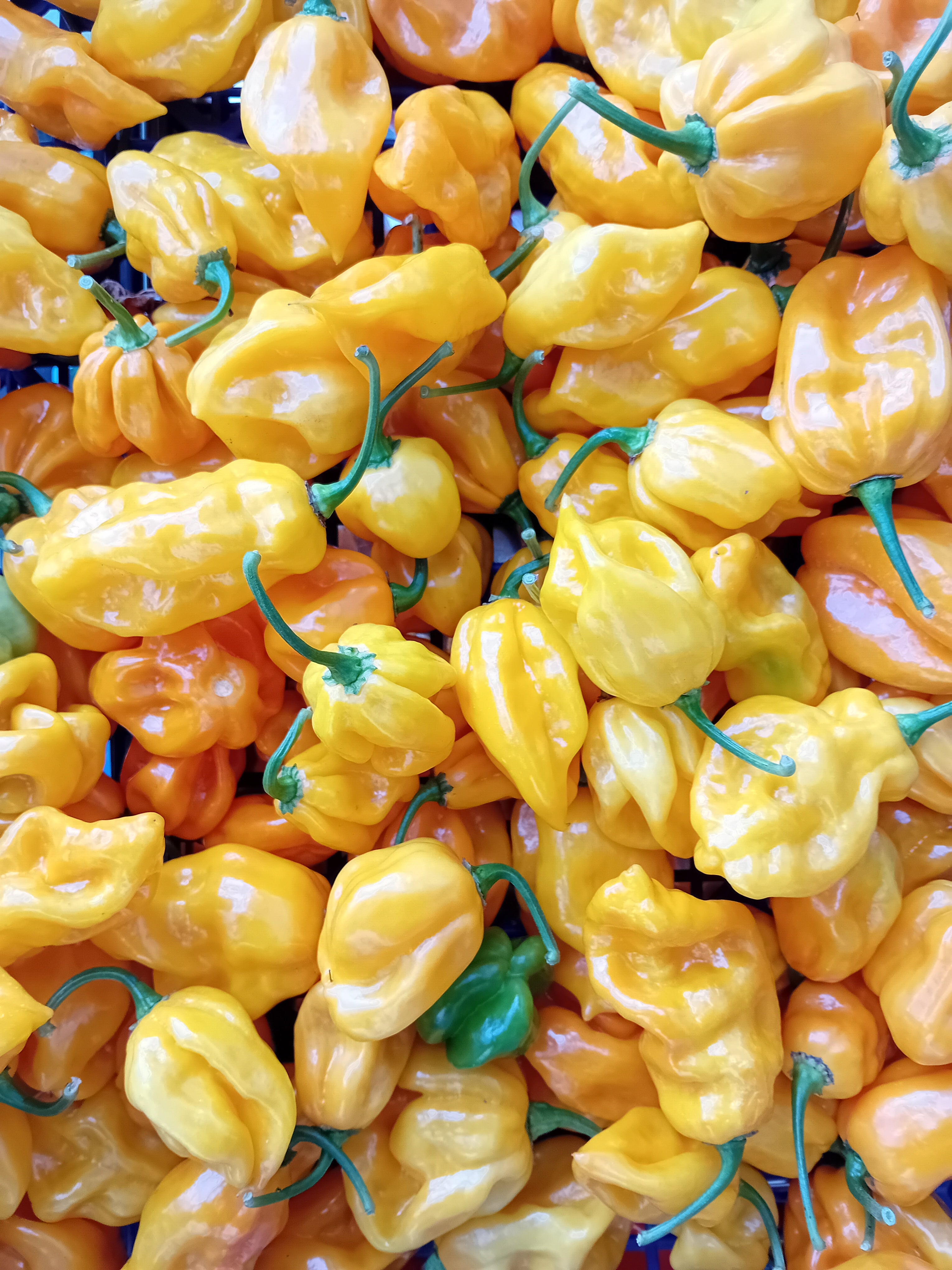 Răsad Ardei - Habanero Limon