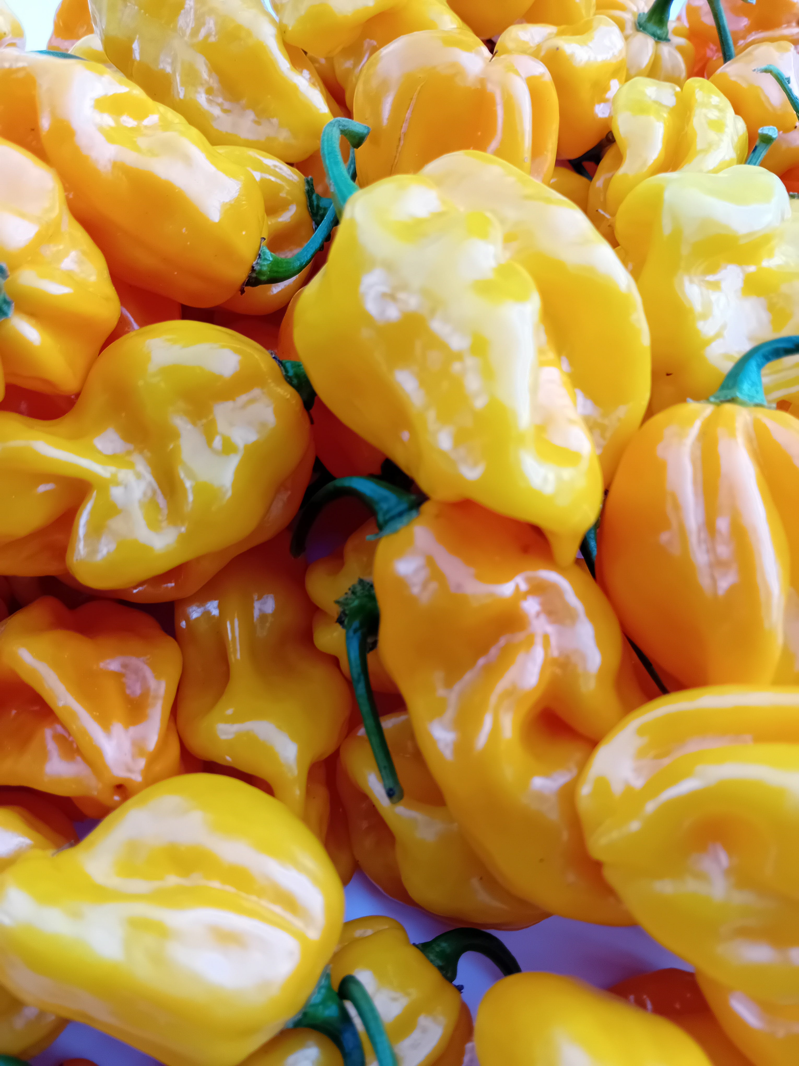 Răsad Ardei - Habanero Limon