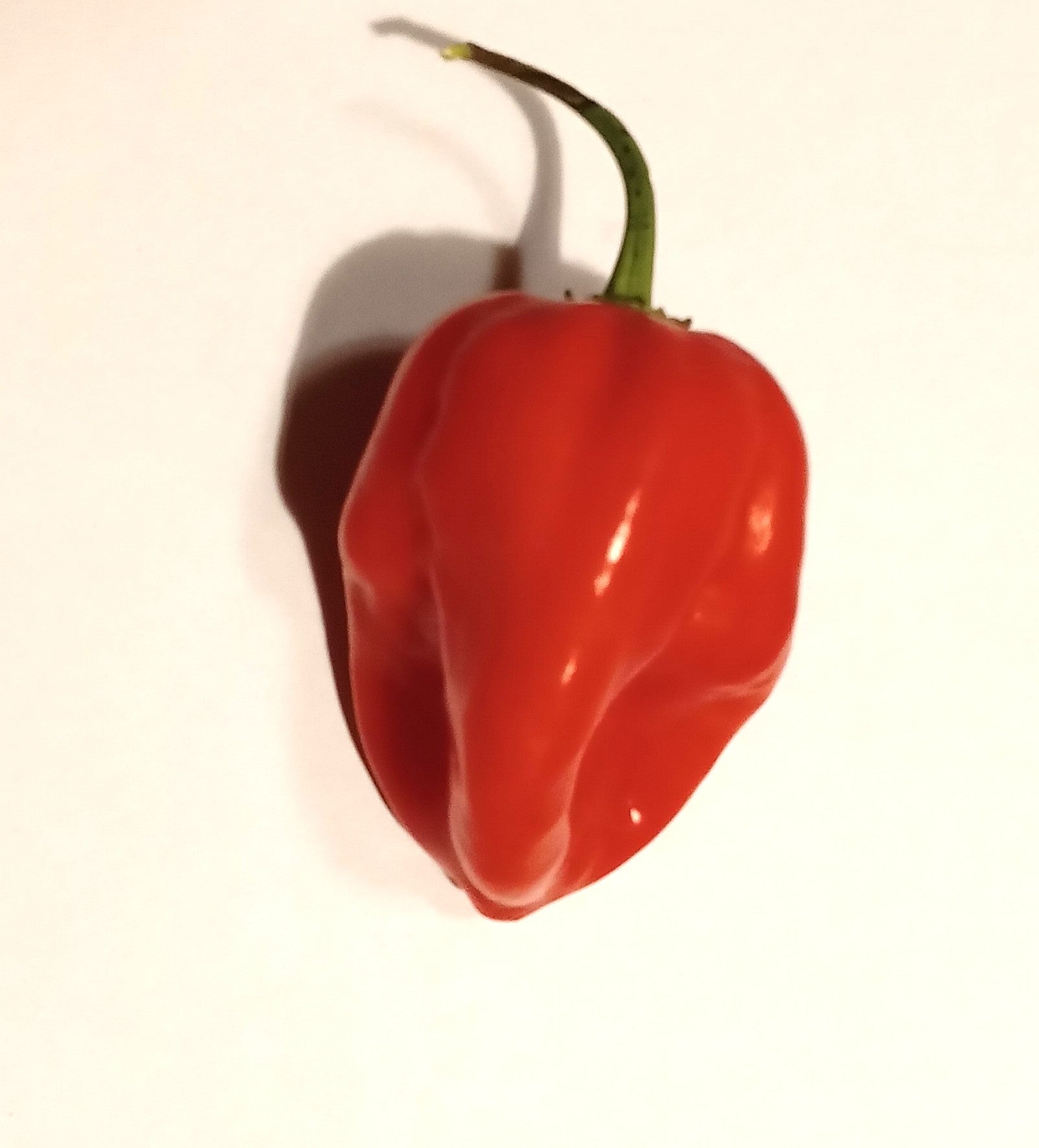 Răsad Ardei - Habanero Red