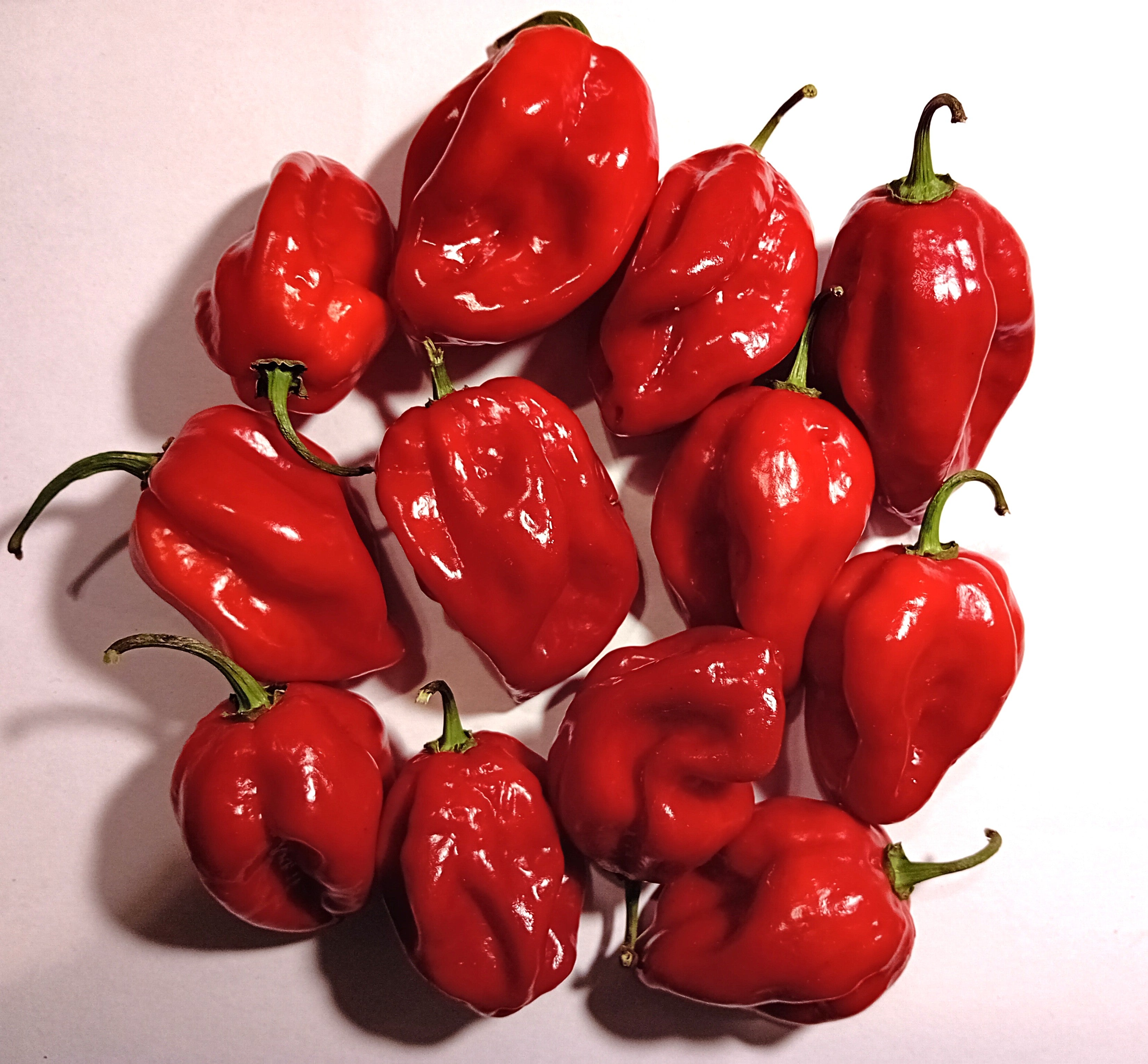 Răsad Ardei - Habanero Red