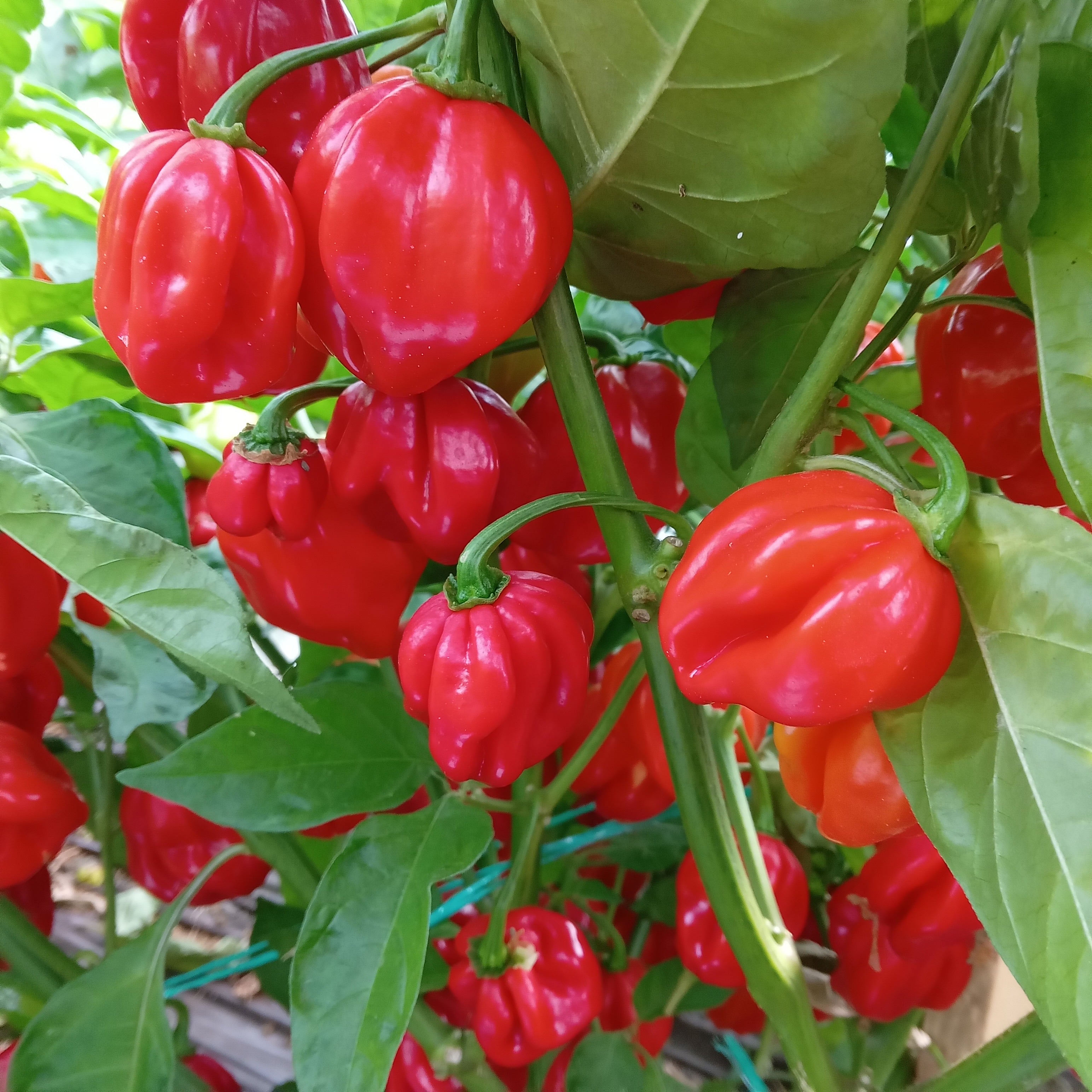 Răsad Ardei - Habanero Red