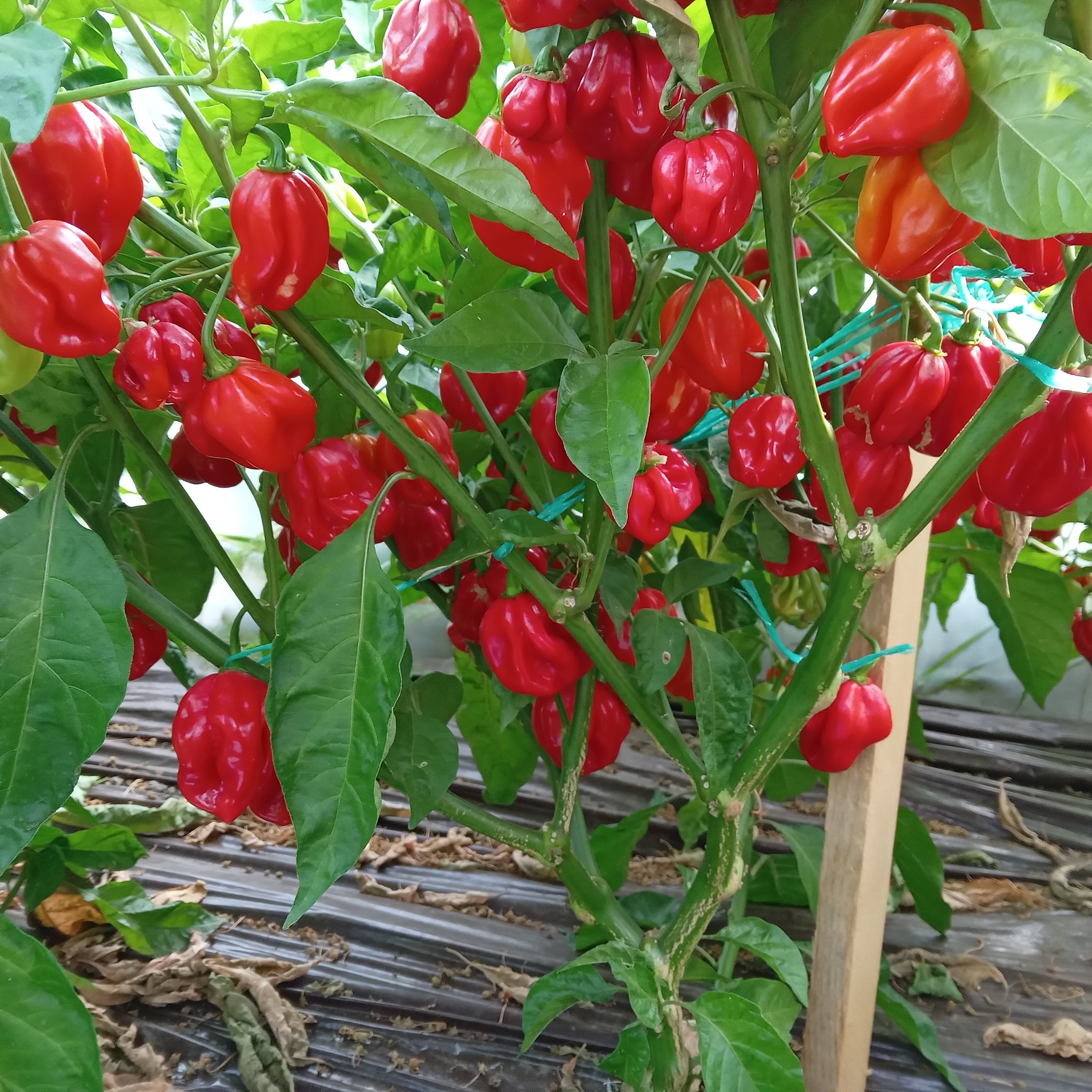 Răsad Ardei - Habanero Red