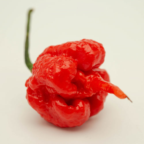 Seminţe Ardei - Carolina Reaper Red