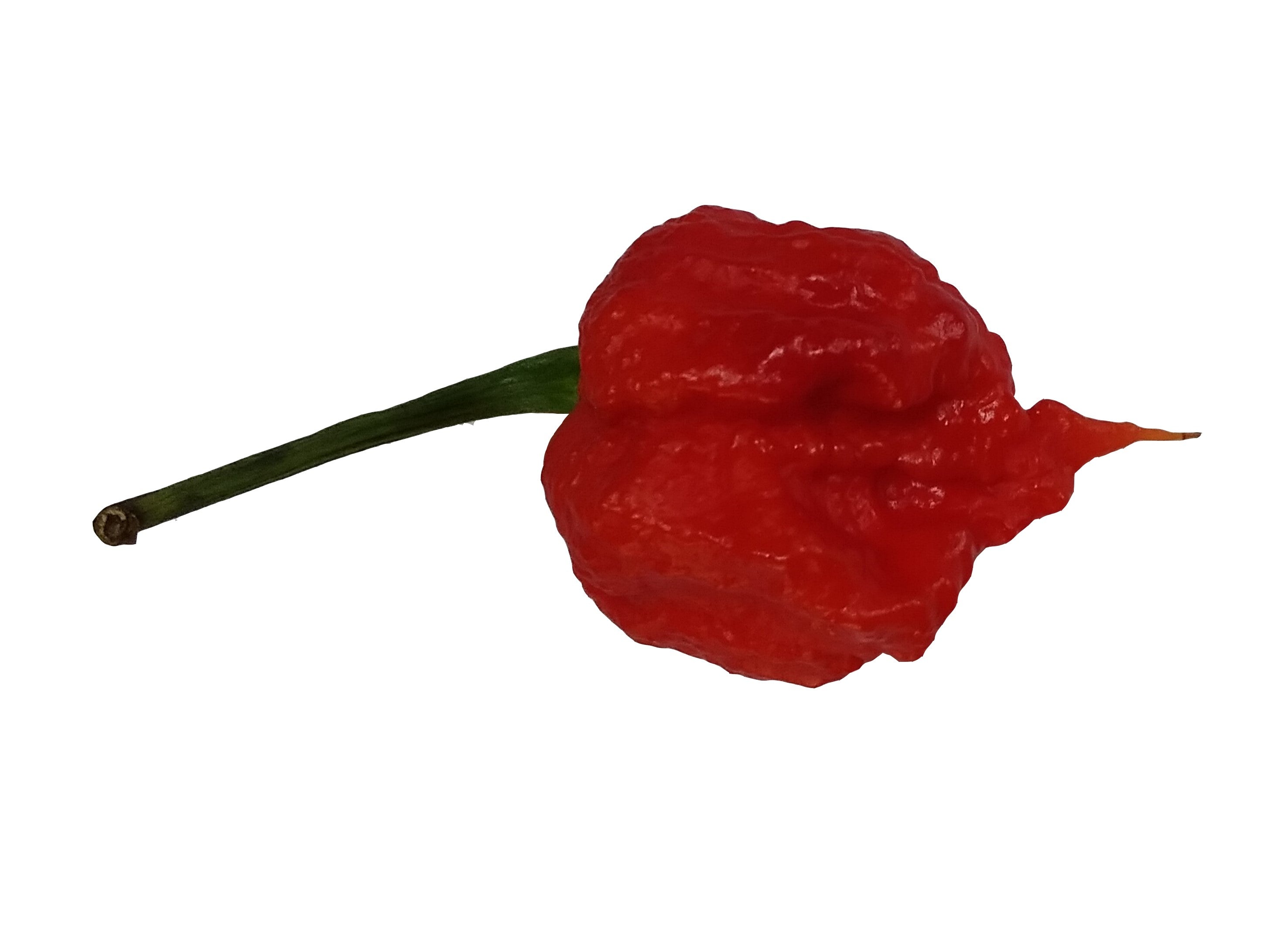 Seminţe Ardei - Infinity