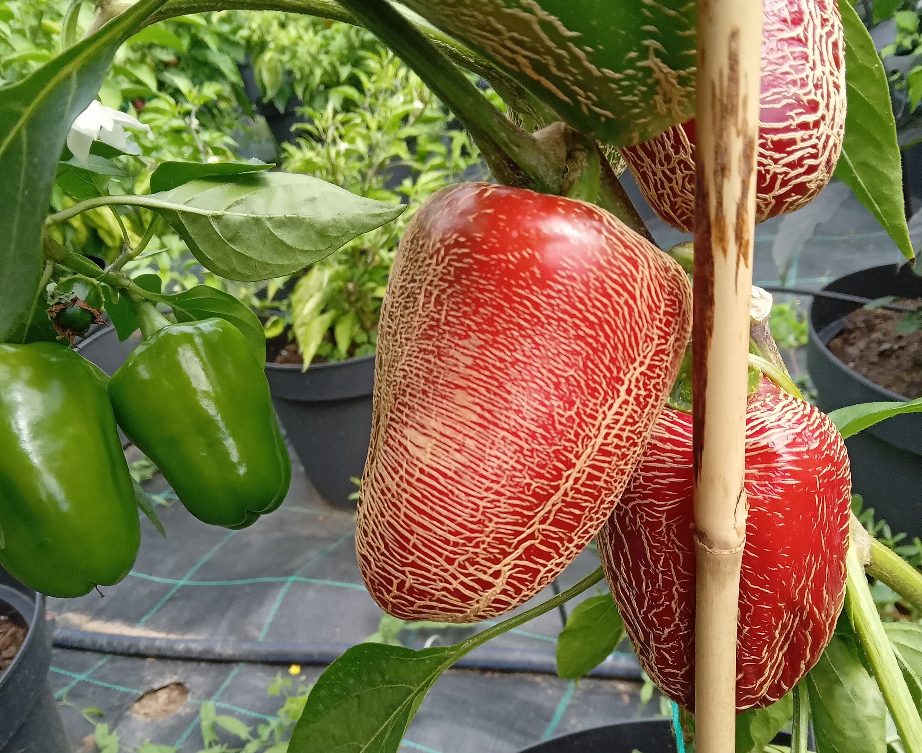 Seminţe Ardei - Jalapeno Farmer's Big