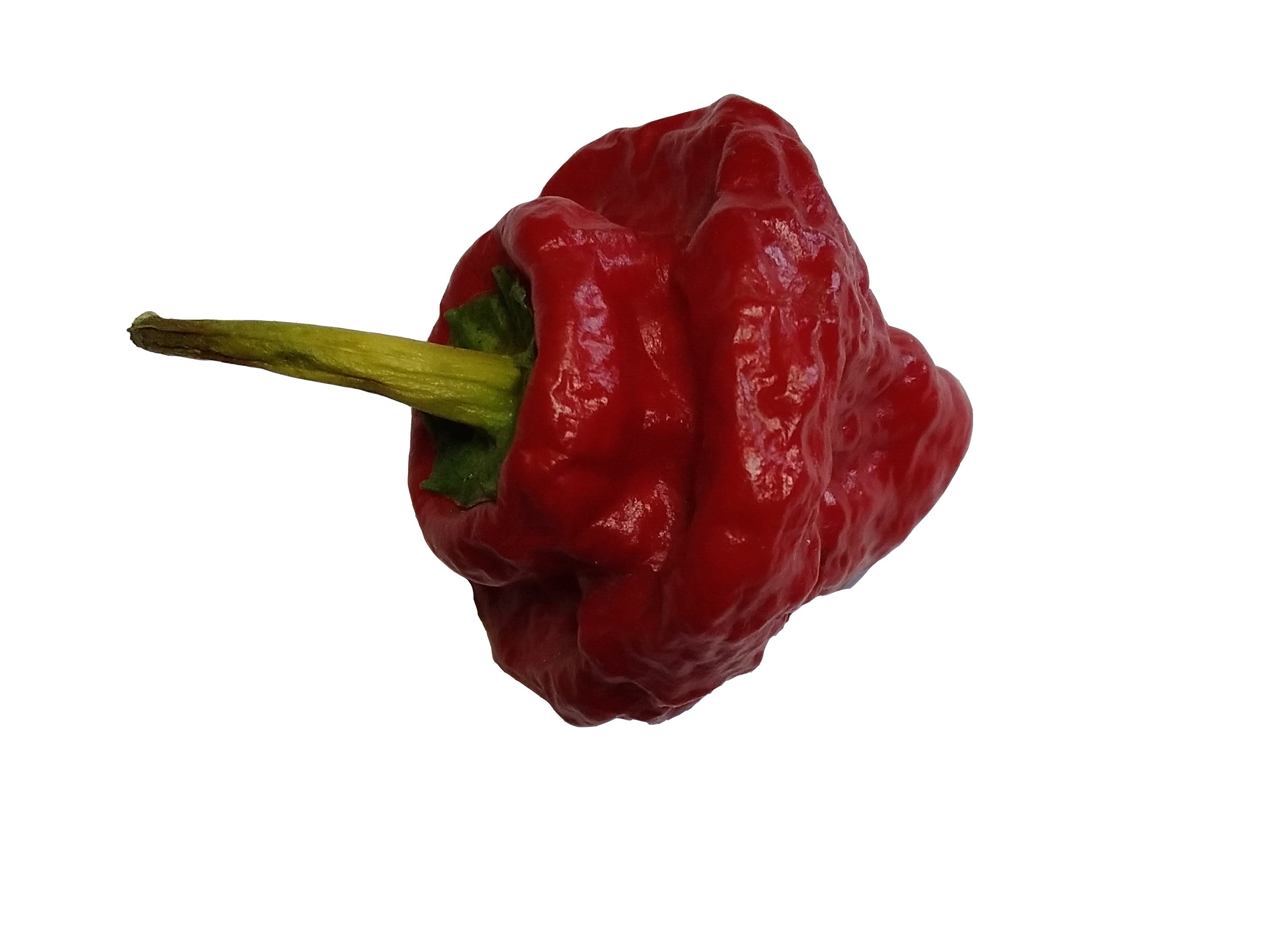 Seminţe Ardei - Jamaican Scotch Bonnet Red