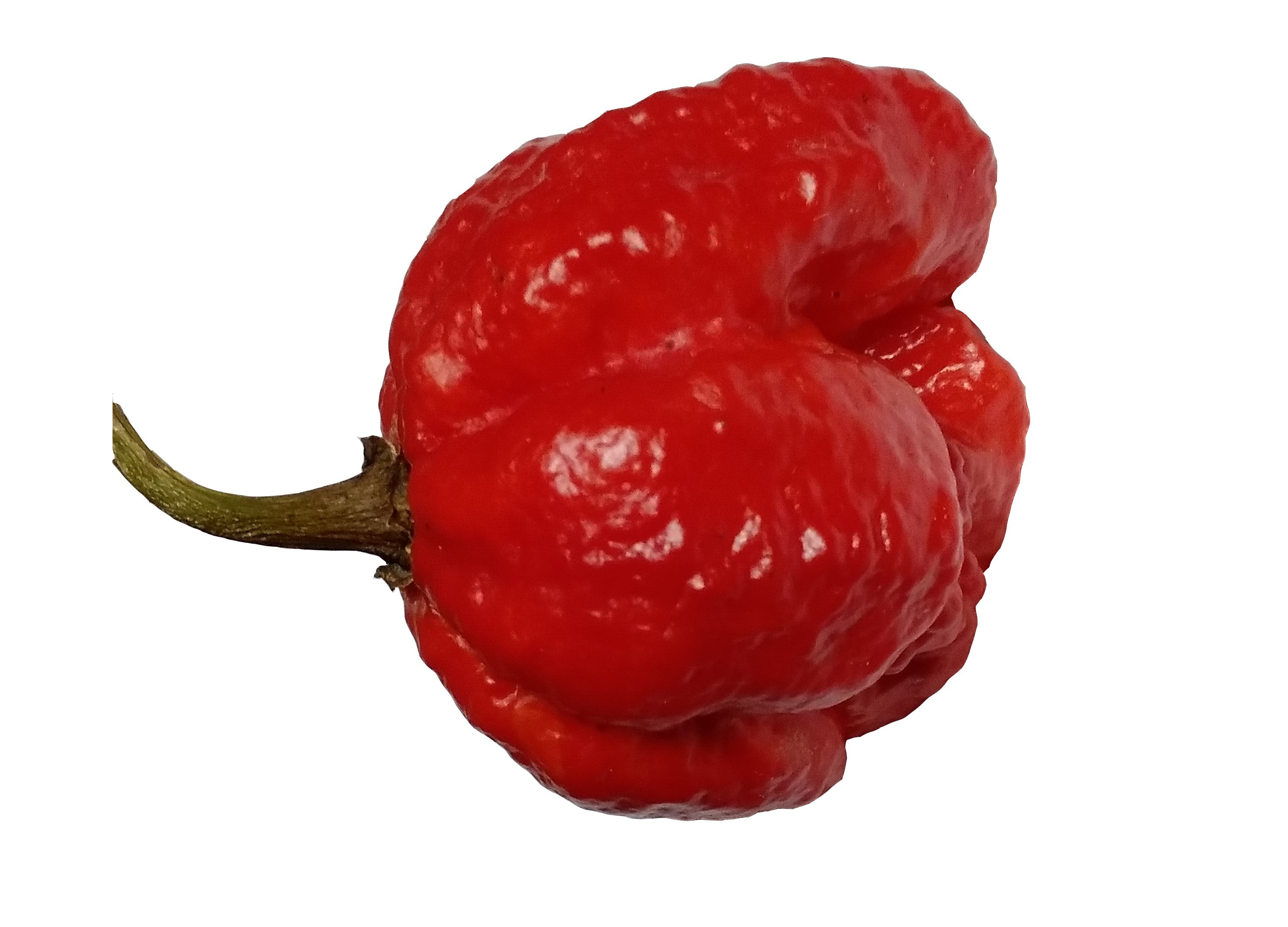 Seminţe Ardei - Jigsaw Moruga