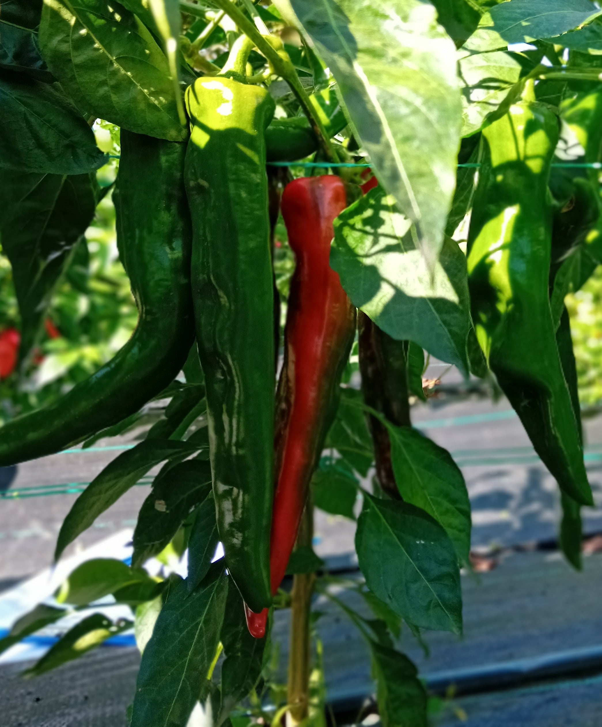 Seminţe Ardei - New Mexico Hatch