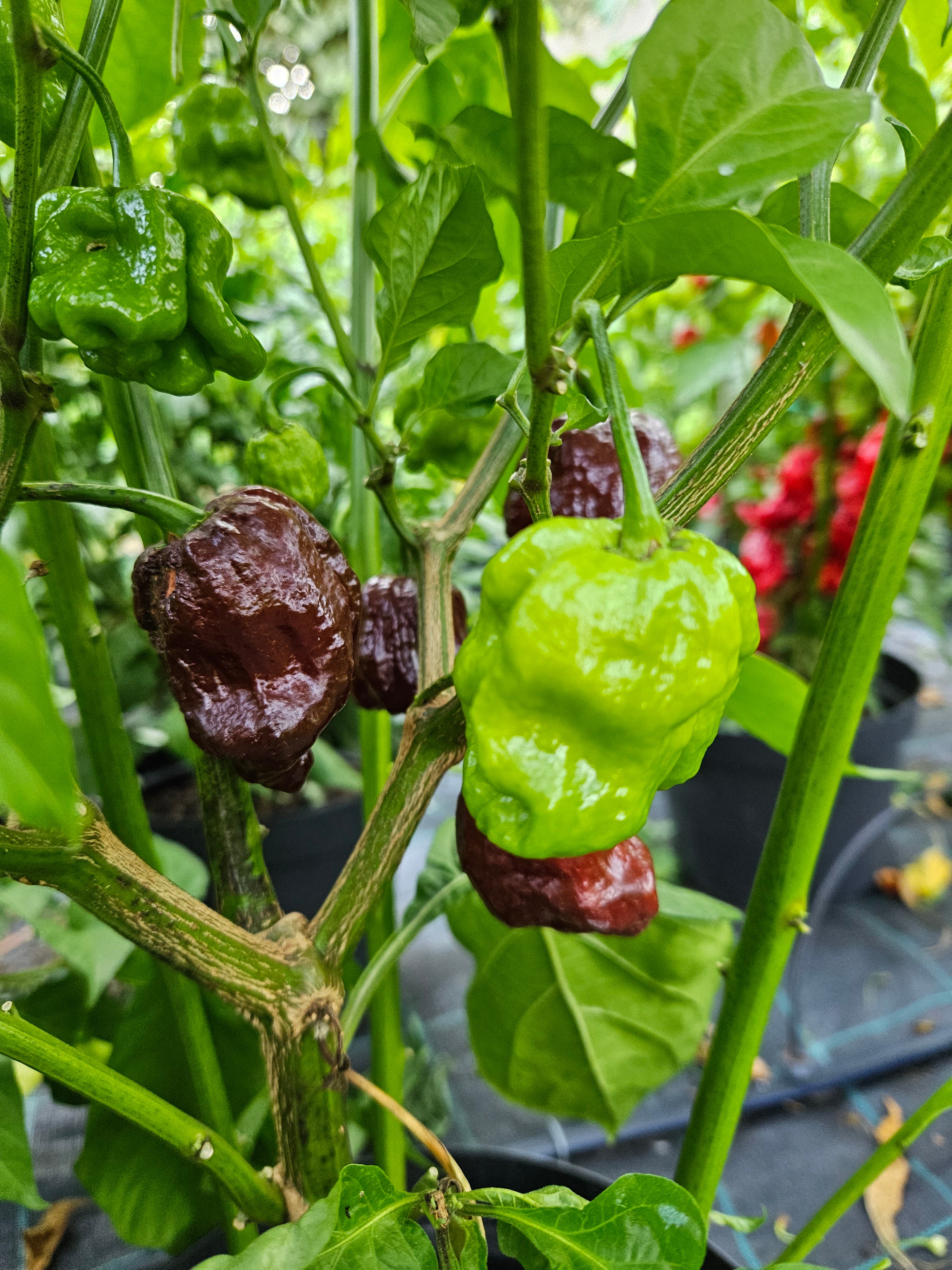 Seminţe Ardei - Trinidad Scorpion Chocolate