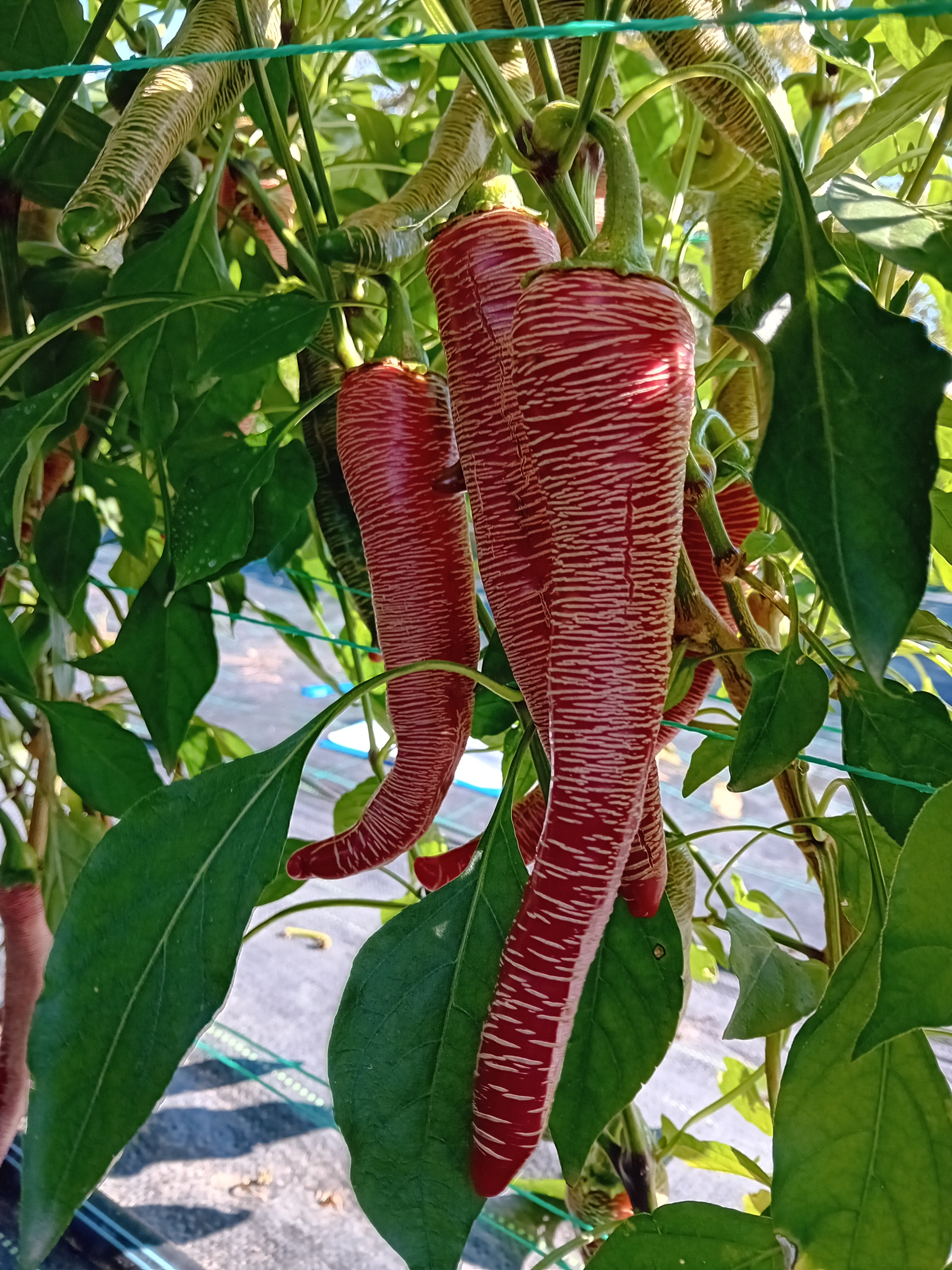 Seminţe Ardei - Vezenka