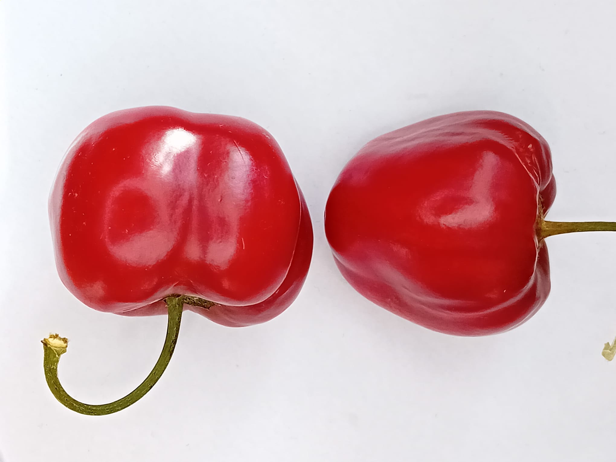 Seminţe Ardei - Rocoto Montfular