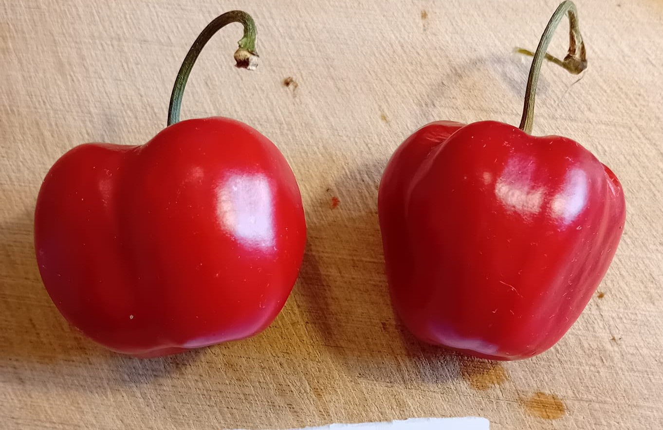 Seminţe Ardei - Rocoto Manzano Red