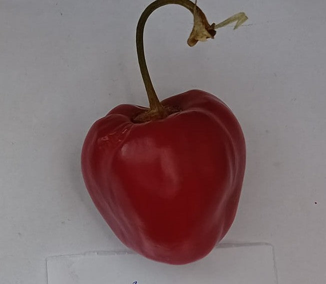 Seminţe Ardei - Rocoto Manzano Red