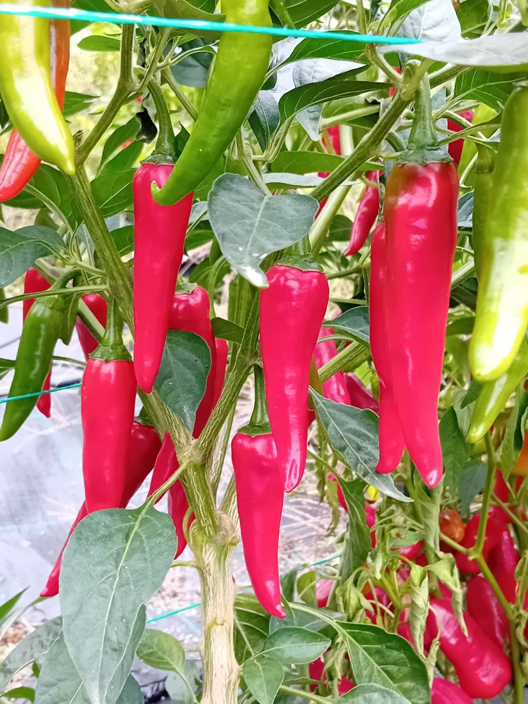 Pepper Seedling - Fresno Long