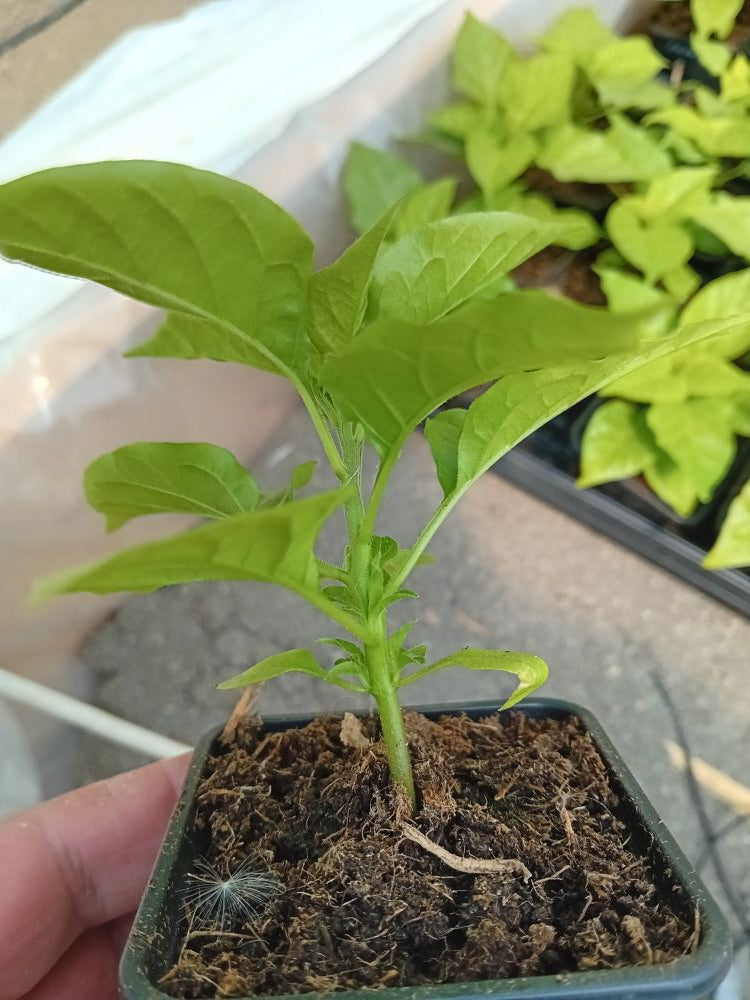 Răsad Ardei - Habanero Gambia Orange