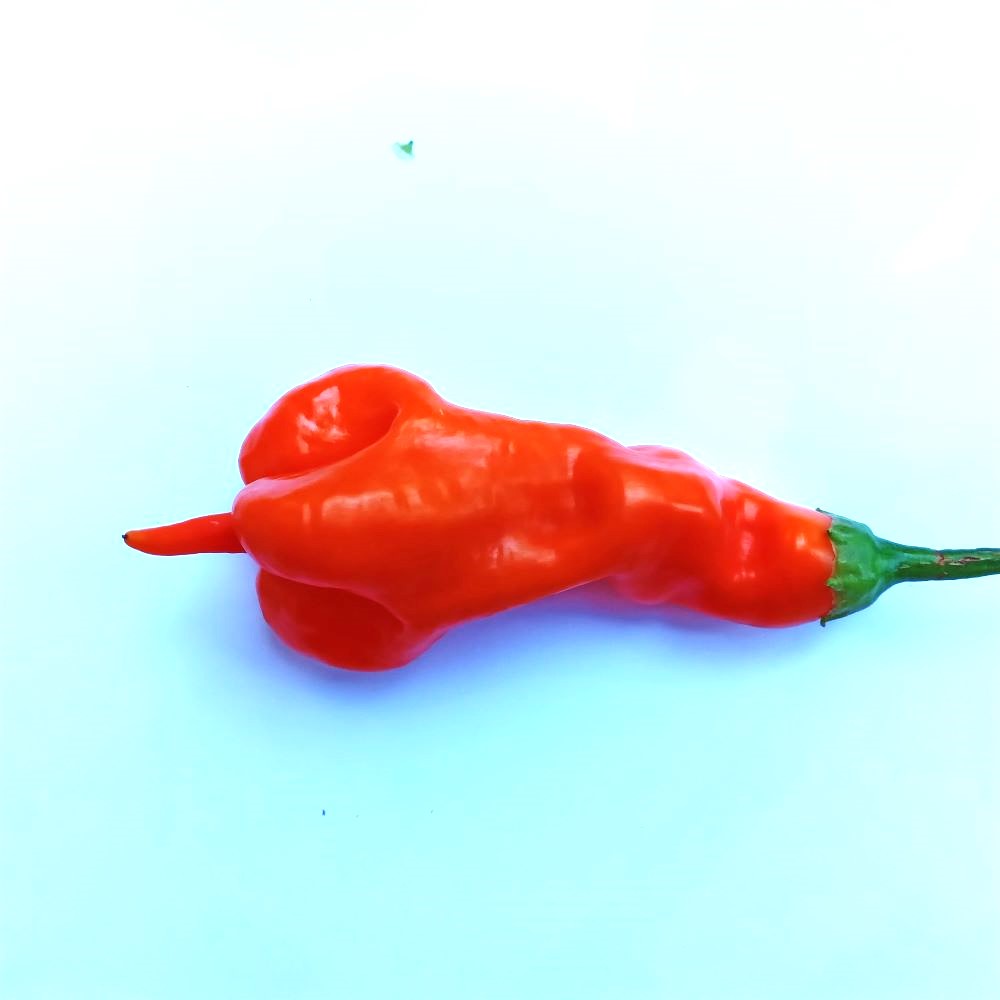 Seminţe Ardei - Aji Erotica Orange