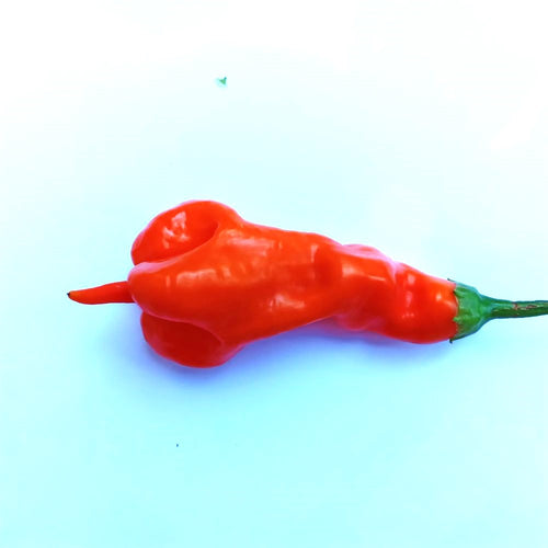 Seminţe Ardei - Aji Erotica Orange