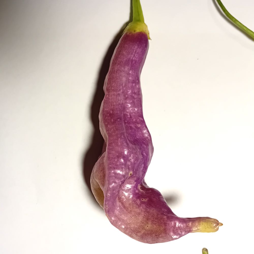 Răsad Ardei - Aji Lightning Bolt