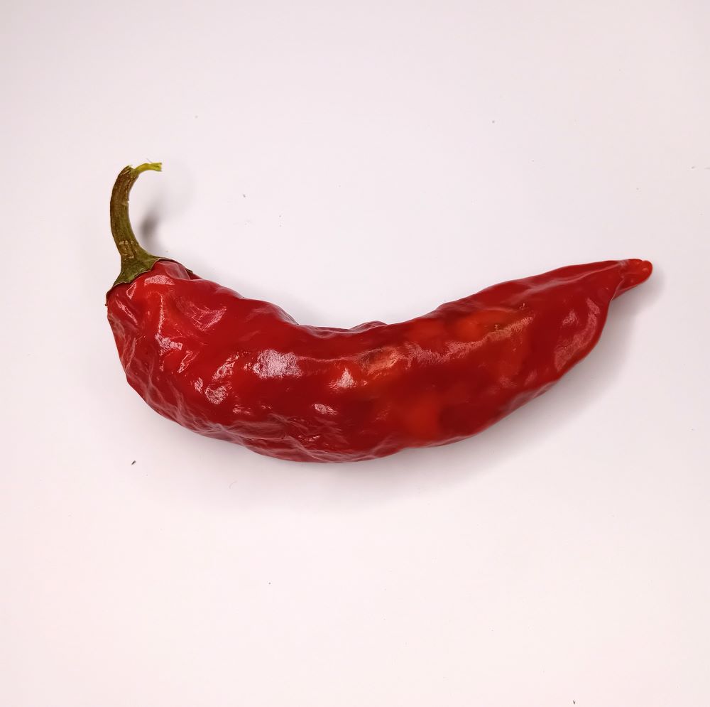 Răsad Ardei - Anaheim Sonora