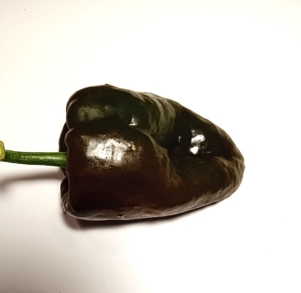 Răsad Ardei - Ancho Poblano