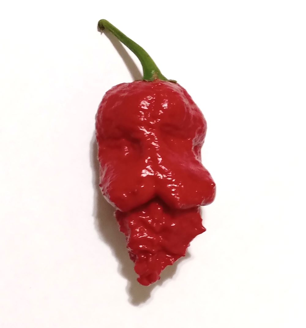 Răsad Ardei - Apocalypse Scorpion Red