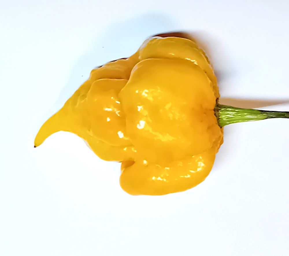 Răsad Ardei - Apocalypse Yellow