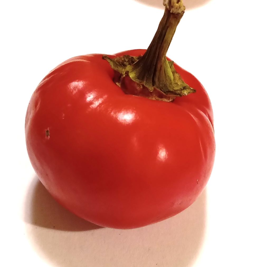 Răsad Ardei - Apple Pepper