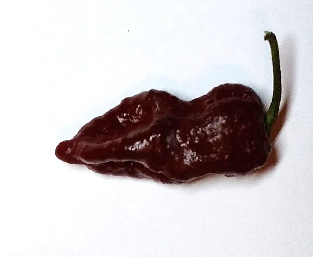 Răsad Ardei - Armageddon Chocolate