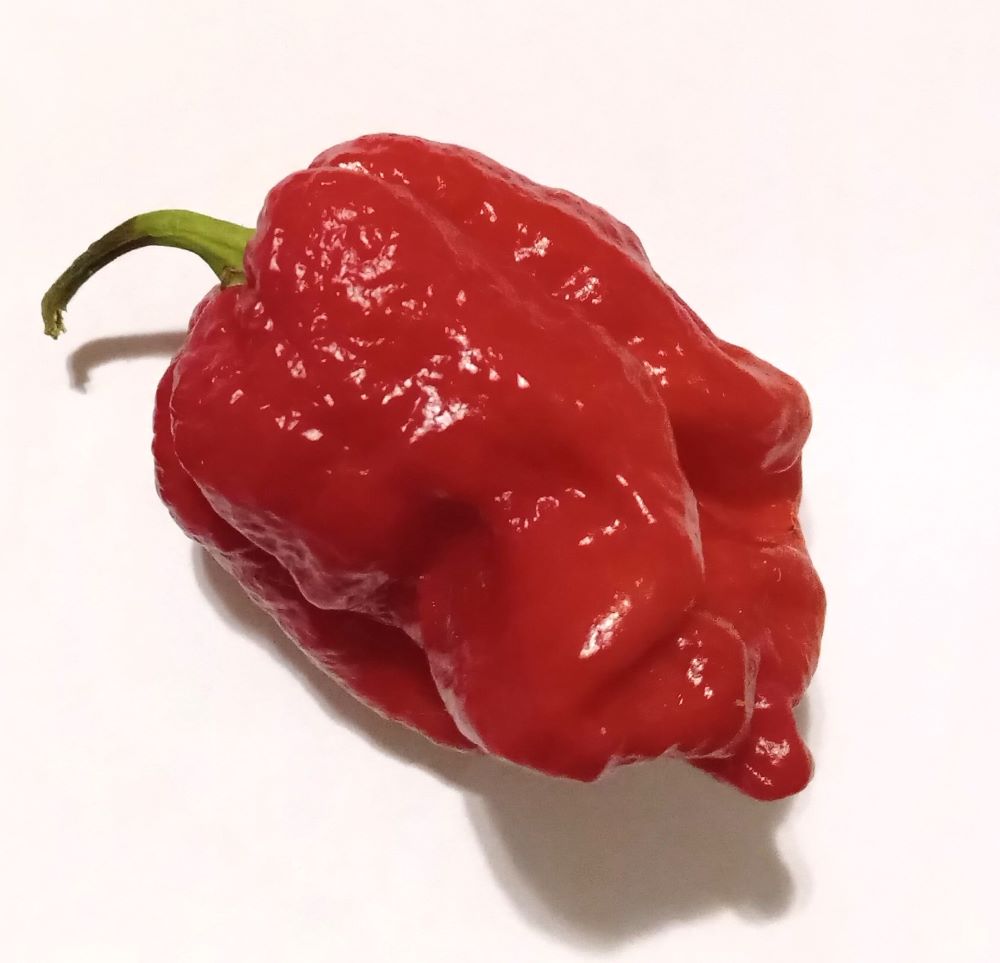 Răsad Ardei - Armageddon Red