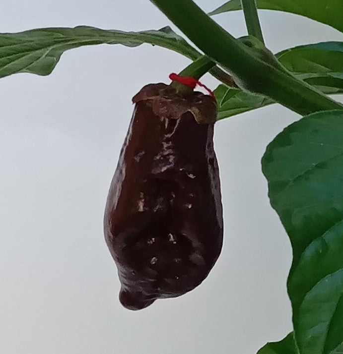 Răsad Ardei - BBG 7 RoughRider Chocolate