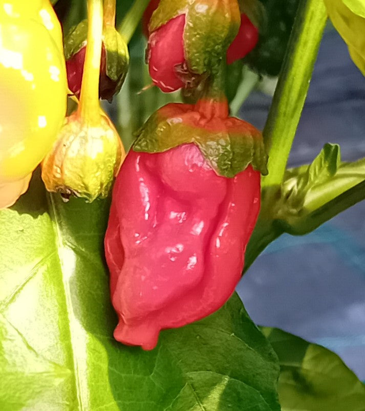 Răsad Ardei - BBG 7 RoughRider Red