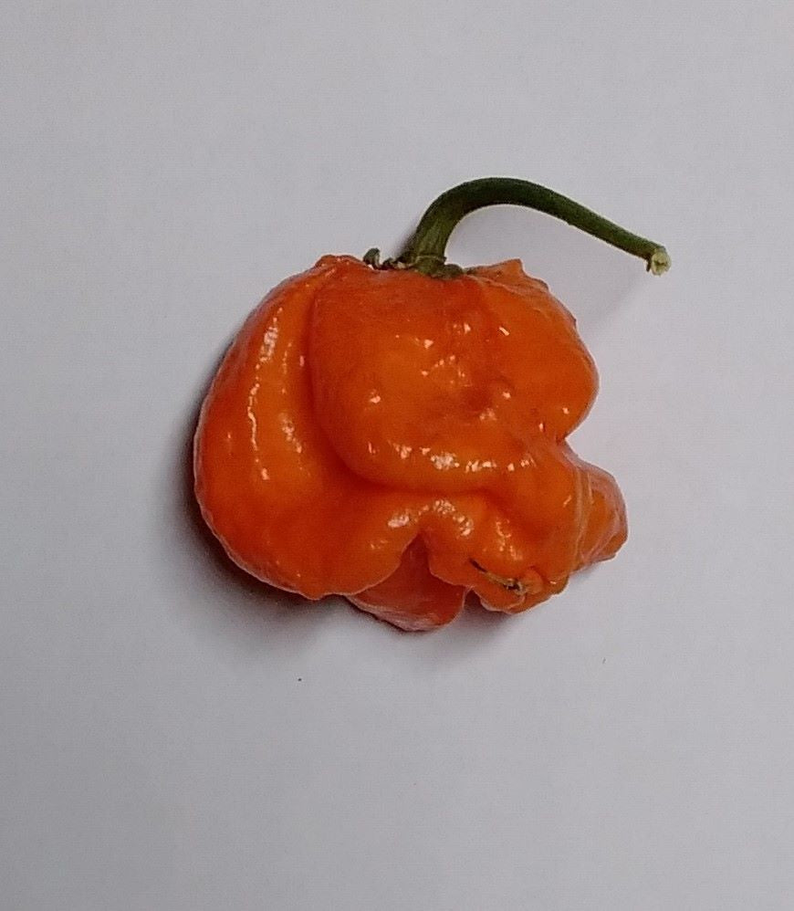 Răsad Ardei - Bahamian Goat