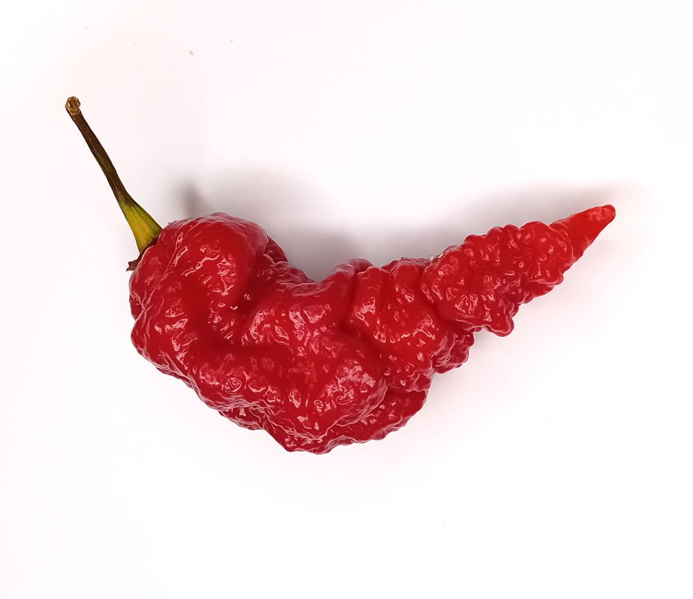 Răsad Ardei - Banestrain Red