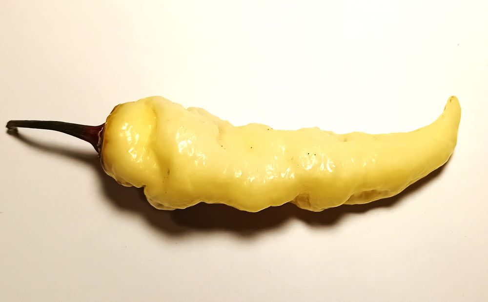 Răsad Ardei - Banestrain Yellow