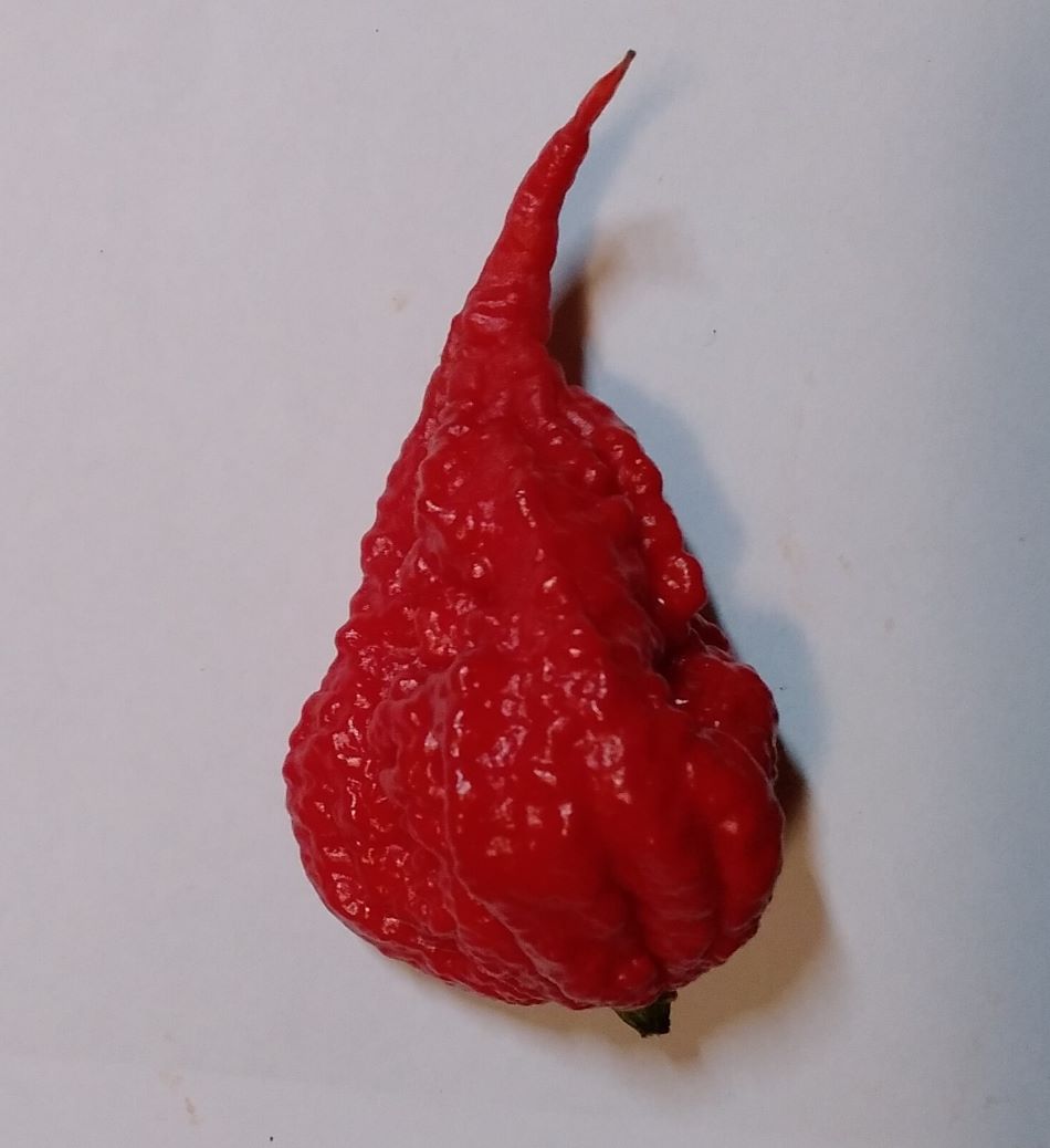 Răsad Ardei - Beast