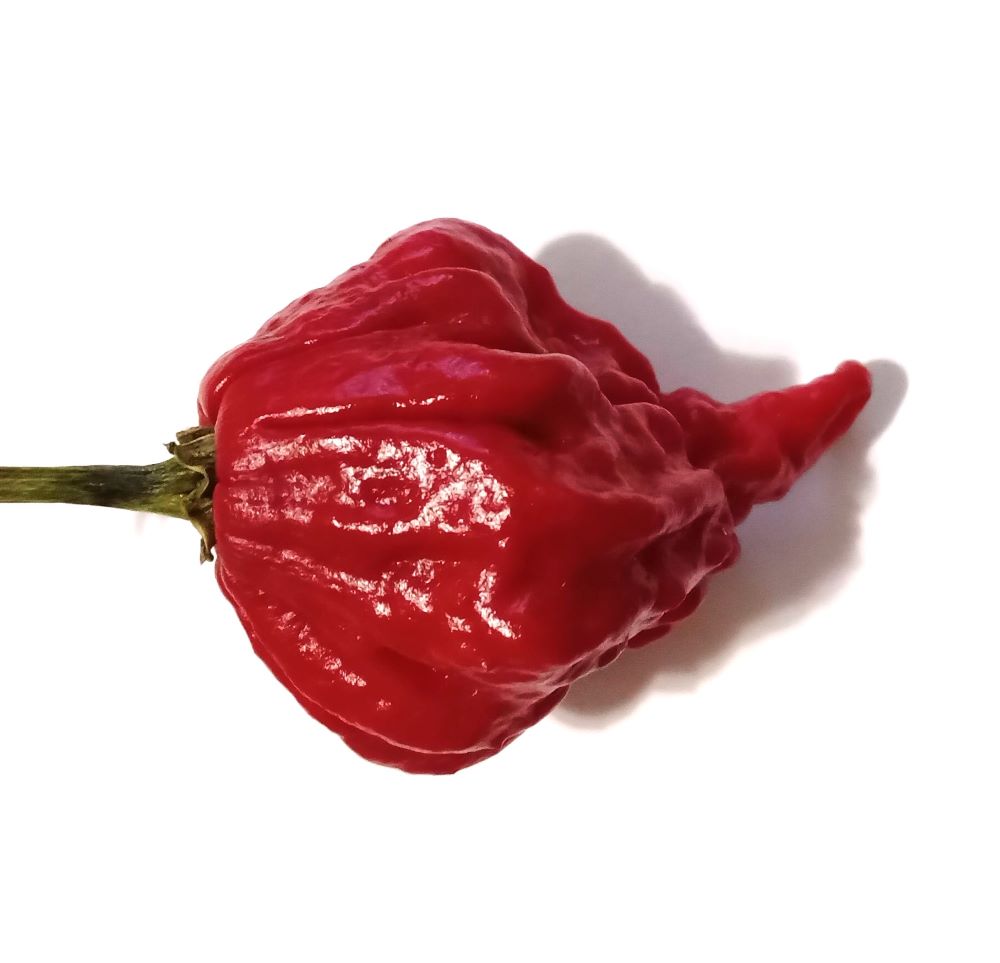 Răsad Ardei - Beast