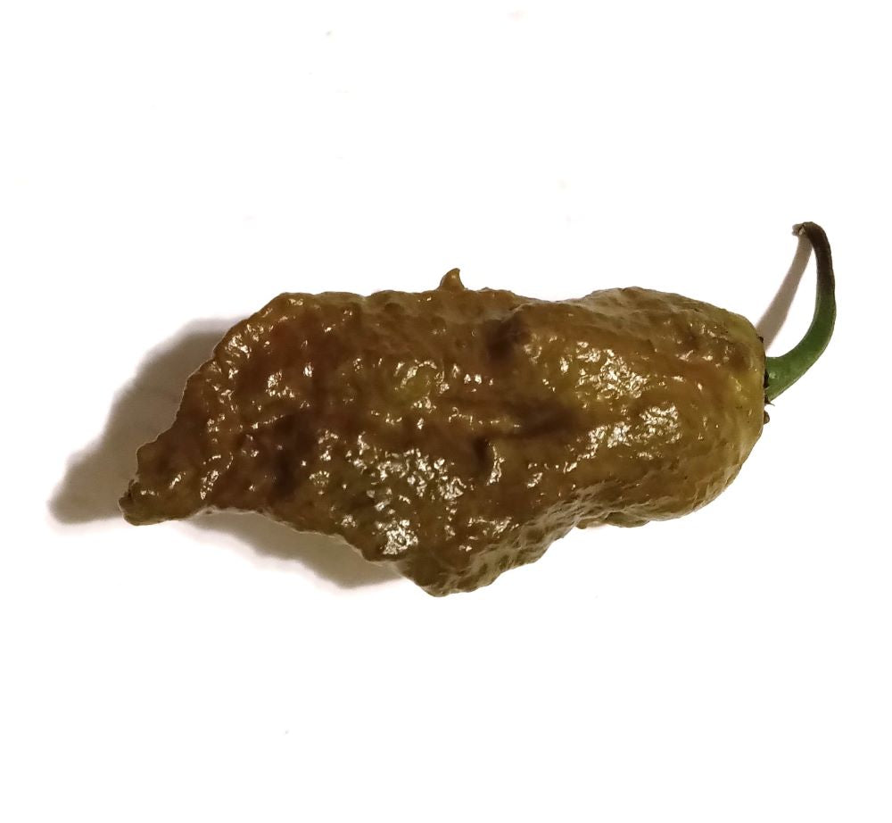 Răsad Ardei - Bhut Jolokia Mustard