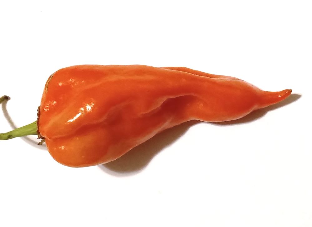 Răsad Ardei - Bhut Jolokia Orange