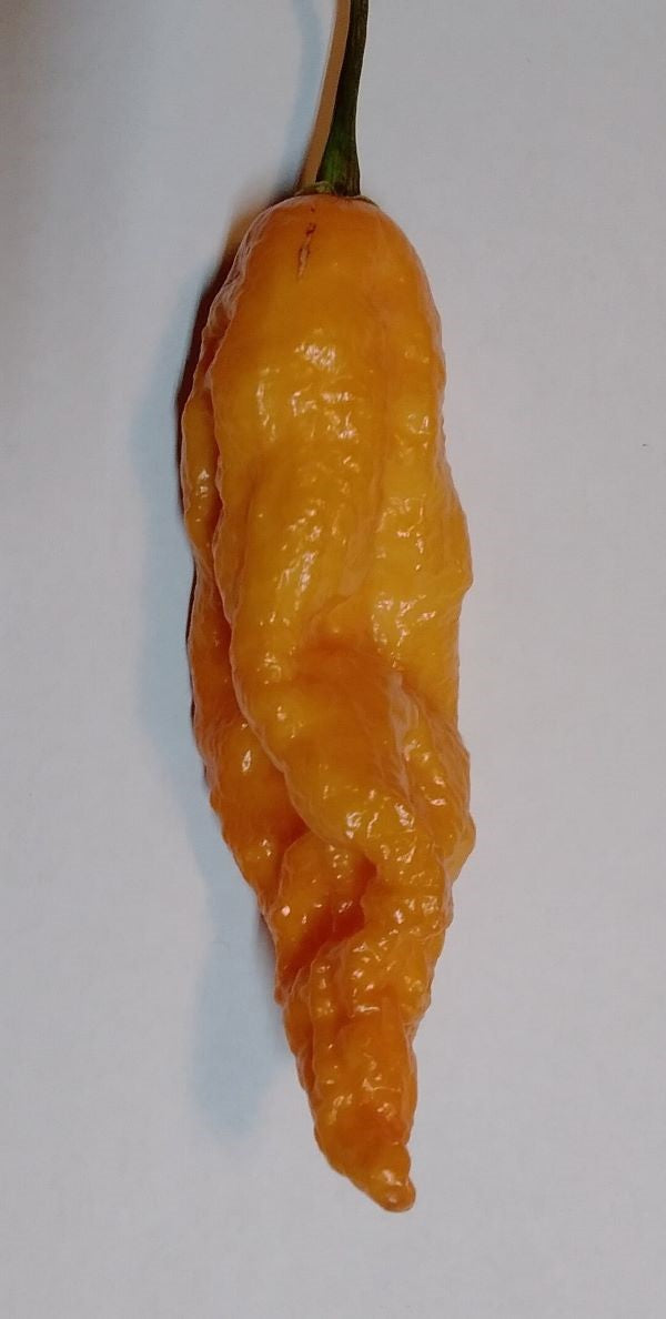 Răsad Ardei - Bhut Jolokia Peach
